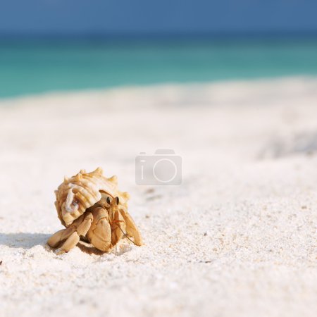 Hermit crab at beach