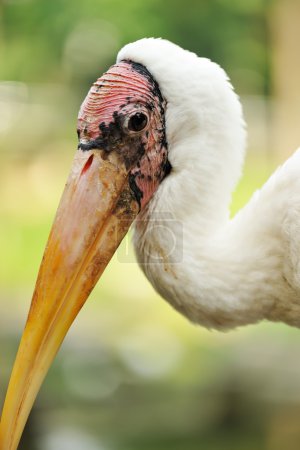 Stork bird