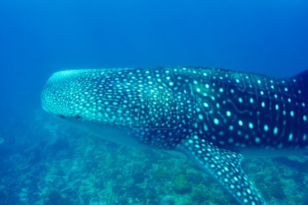 Whale Shark swimming  in crystal clear blue waters at Maldives