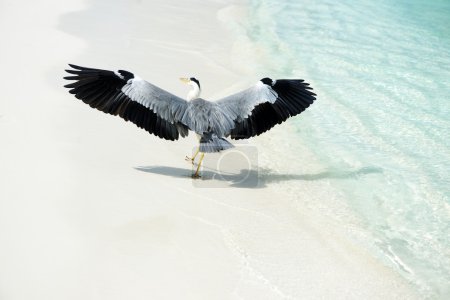 Heron at the beach