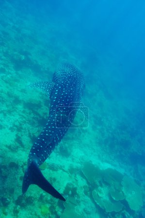 Whale Shark at Maldives