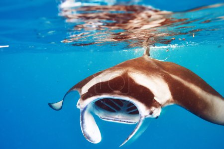 Manta ray floating underwater