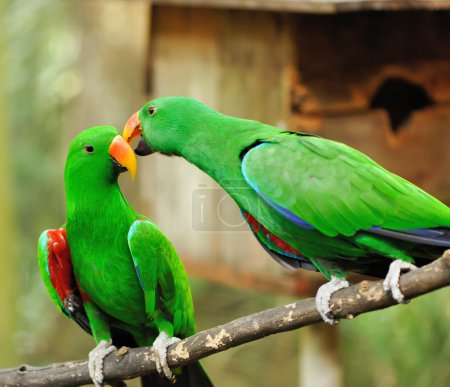 Couple of green eclectus parrots