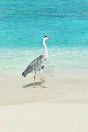 Heron at the beach