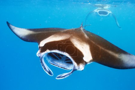Manta ray floating underwater 