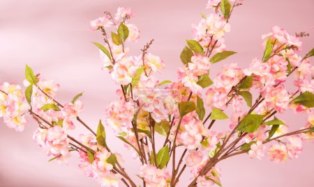 Spring background with pink flowers