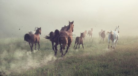 Group of horses on the meadow