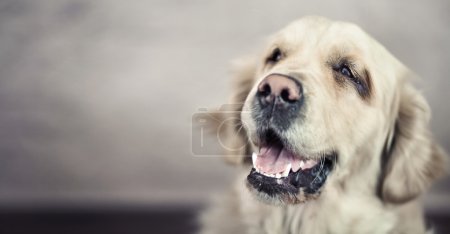 Picture presenting friendly nice dog
