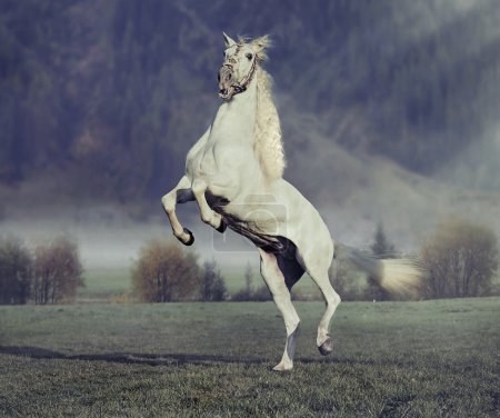 Majestic horse jumping on the green meadow