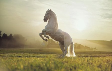 Majestic photo of royal white horse