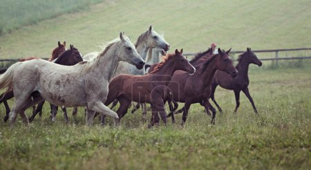 Picture of bevy wild horses on the meadow