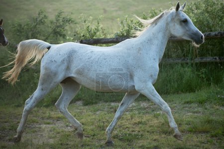 Fine shoot of spotted white steed