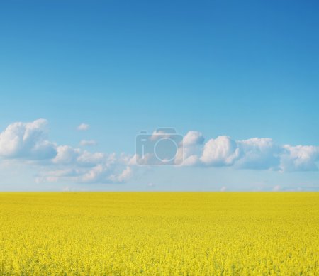 Canola crops on blue sky