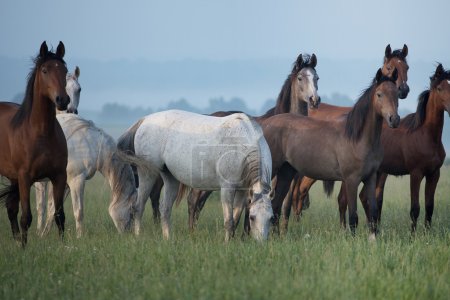 Bevy of horses on the meadow