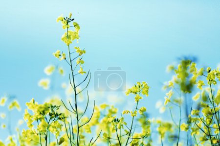 Photo presenting field of canola