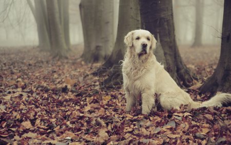 Golden retriever in colorful forest