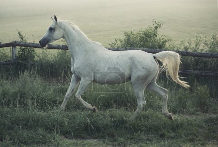 Picture of white steed with rular landscape in background