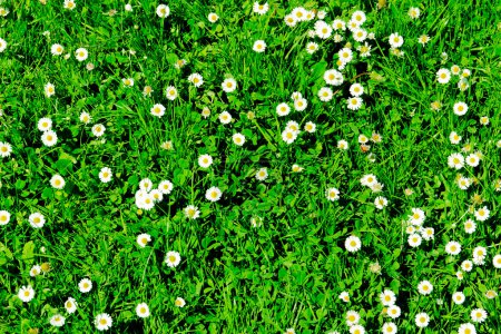 Many white daisies in top view of meadow, several Bird's-eye