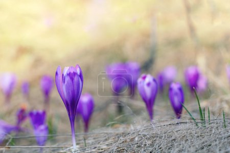 violet crocus sativus in spring