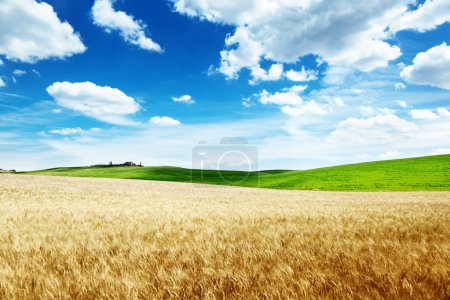 wheat hills Tuscany, Italy