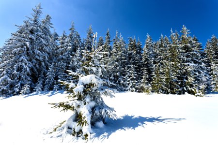 Winter trees in Beskid mountains, Poland