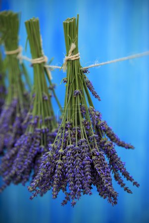 Lavender herbs drying on the wooden barn in the garden