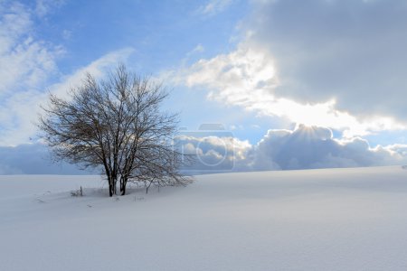 Winter tree in Beskid mountains, Poland
