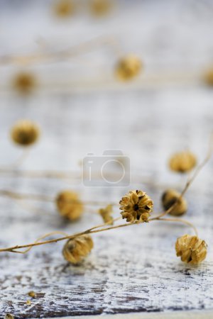 Flax after flowering on  wooden table