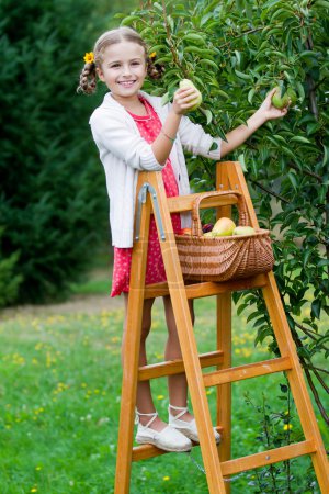 Orchard, fruits - lovely girl picking ripe pear