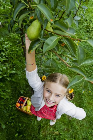 Gardening, orchard - lovely girl picking of tree ripe pears