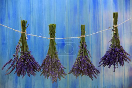 Lavender herbs drying on the wooden barn in the garden