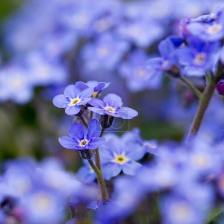 Spring garden, spring flowers - Forget me not flowers