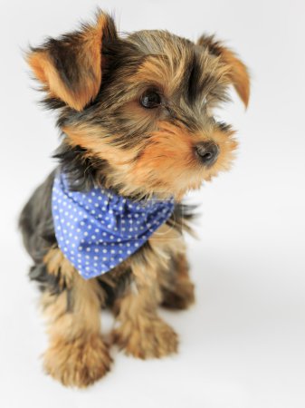 Yorkshire terrier - portrait of a cute puppy