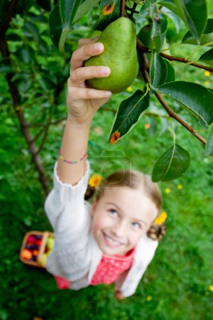 Orchard, fruits - lovely girl picking ripe pear