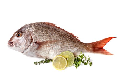 Fish with Lemon Lime and Herbs Isolated