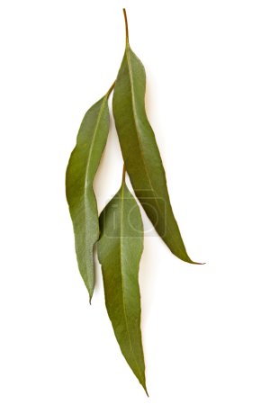 Gum Leaves Isolated