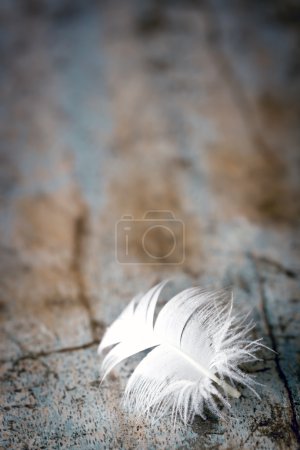 White Feather on Old Timber Background