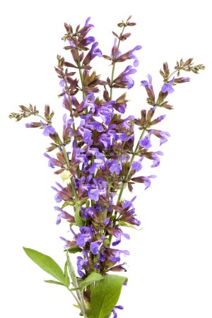 Sage Flowers Isolated