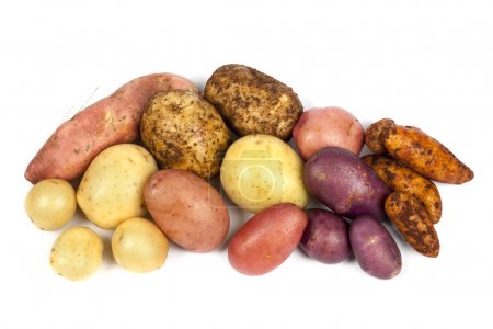 Potato Varieties Isolated on White