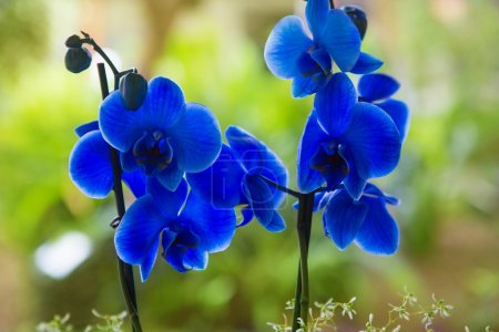 Blue phalaenopsis orchid pretty flowers
