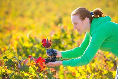 Farmer woman in vineyard harvest autumn in mediterranean