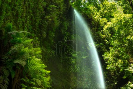Los Tilos waterfall Laurisilva in La Palma laurel forest