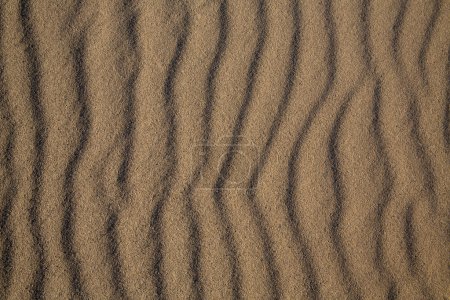 Beach sand dunes texture from California