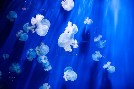 Jellyfish in an aquarium with blue water
