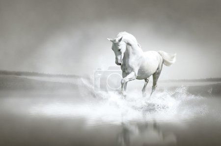 White horse running through water