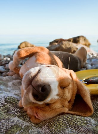 Sunbathing dog portrait