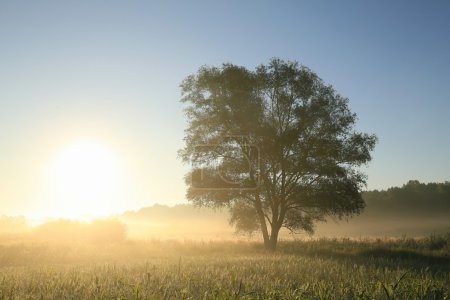 Silhouette of a tree at dawn