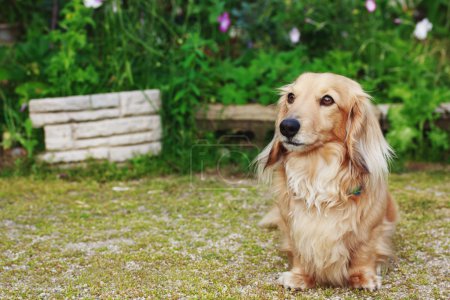 Dachshund with Long Hair Outdoors