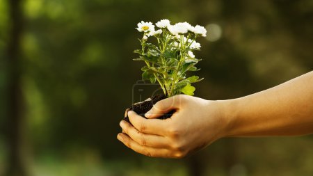 Female hand holding daisies plant