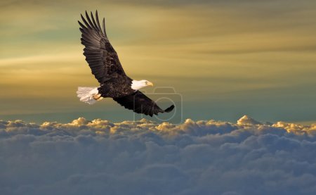 Bald eagle flying above the clou